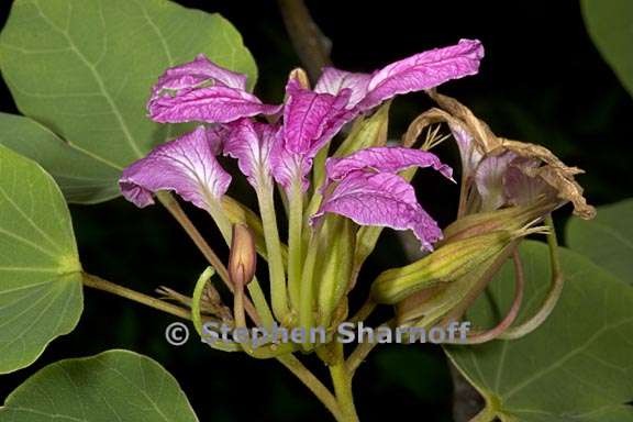 bauhinia macranthera 1 graphic